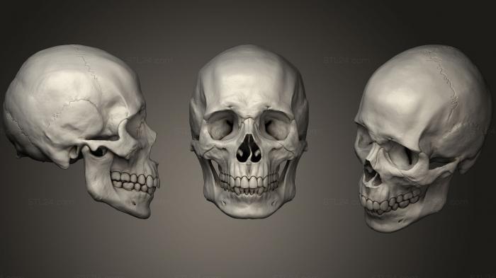 Cranio Masculino